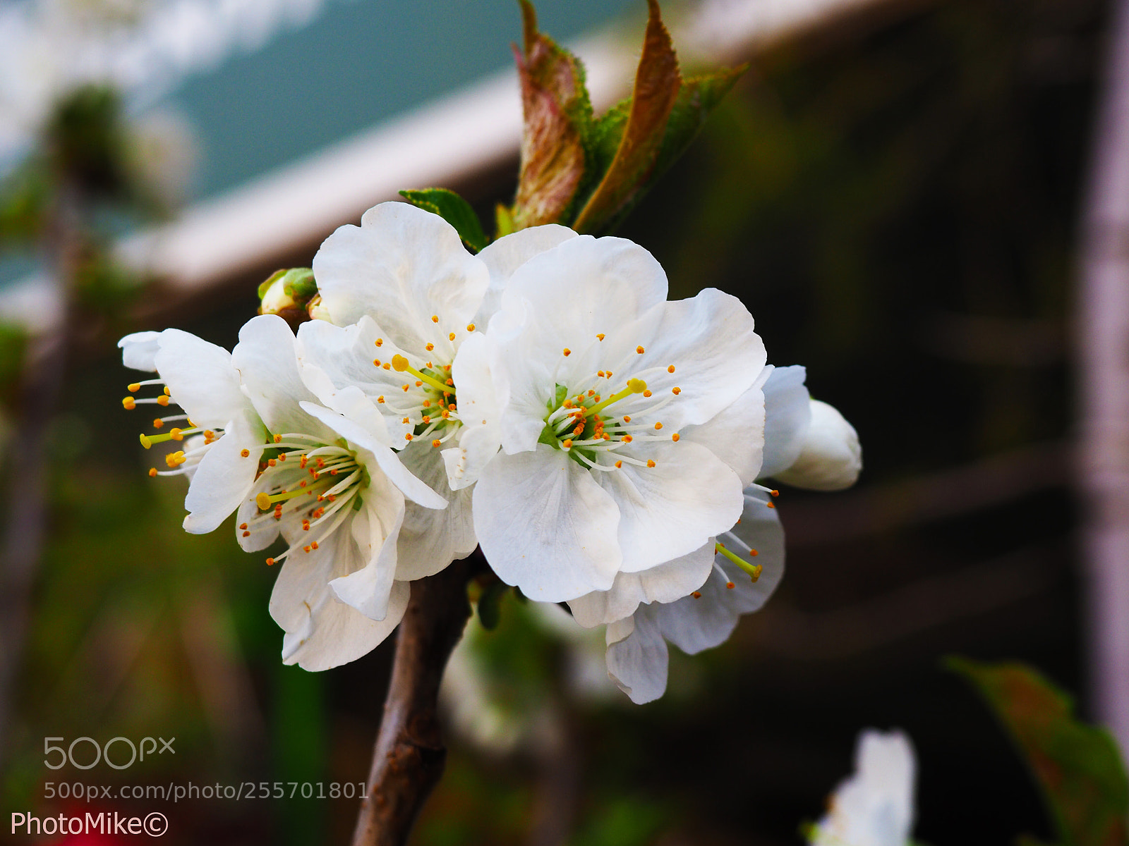 Olympus OM-D E-M10 II sample photo. ΑΝΟΙΞΗ (spring is here) photography
