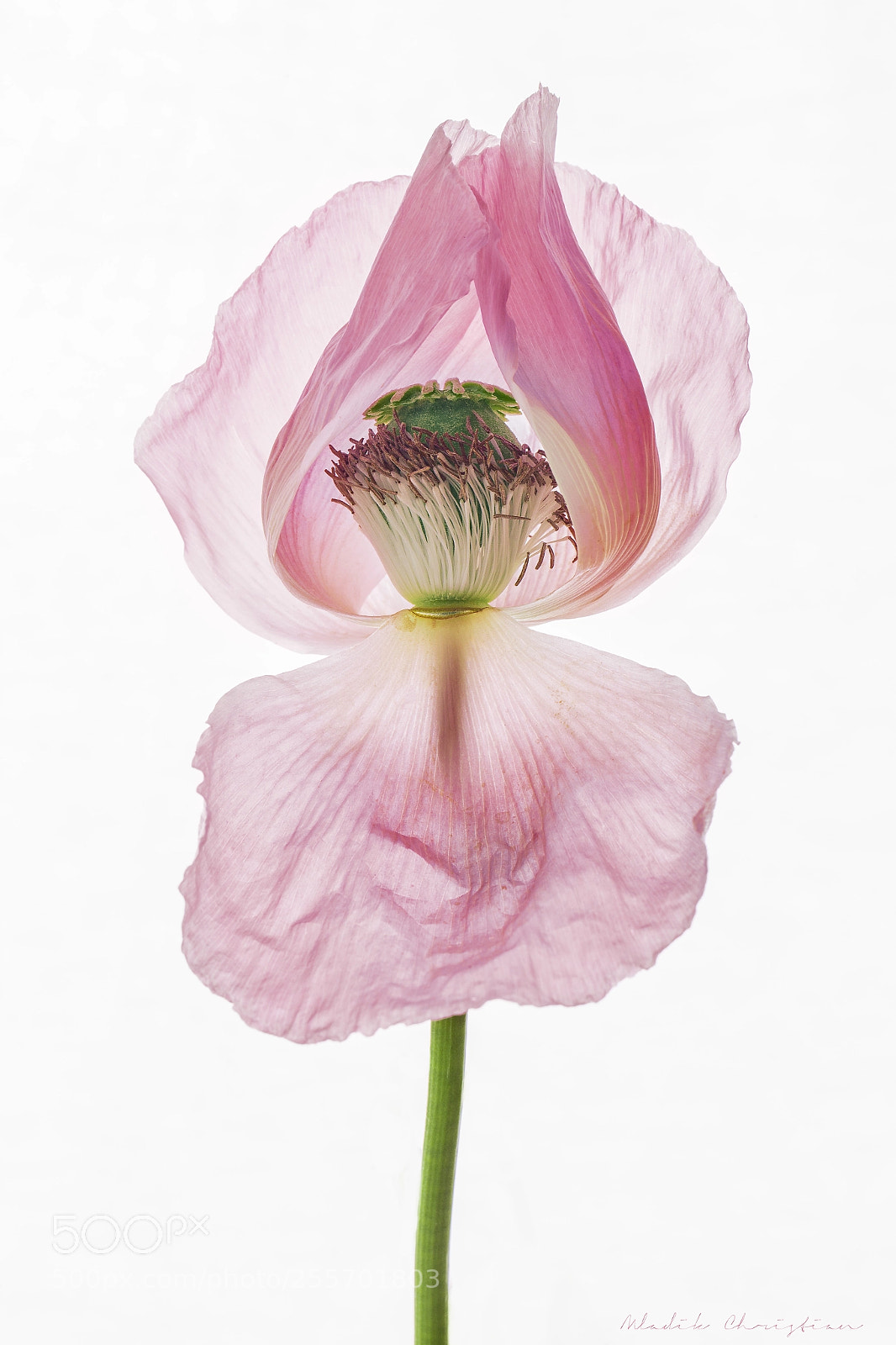 Canon EOS 6D sample photo. Poppy photography