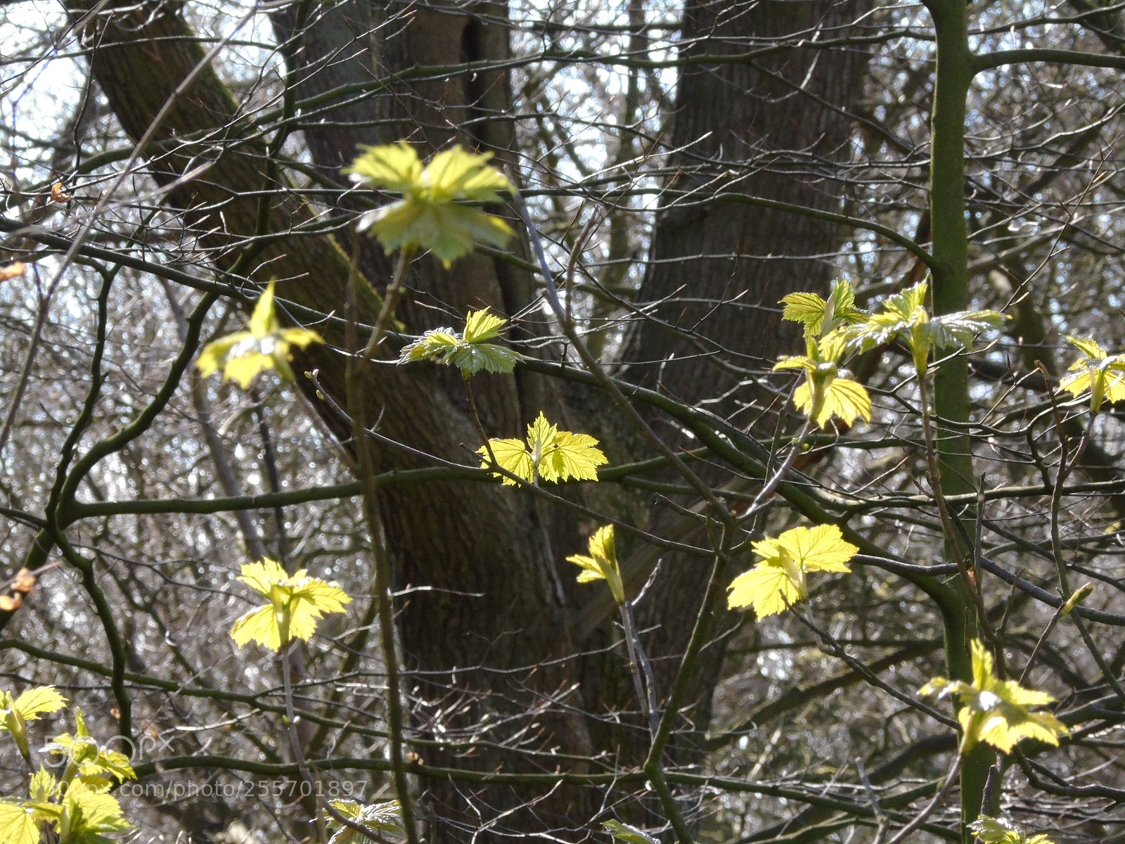 Sony Cyber-shot DSC-H400 sample photo. New green leaves in photography