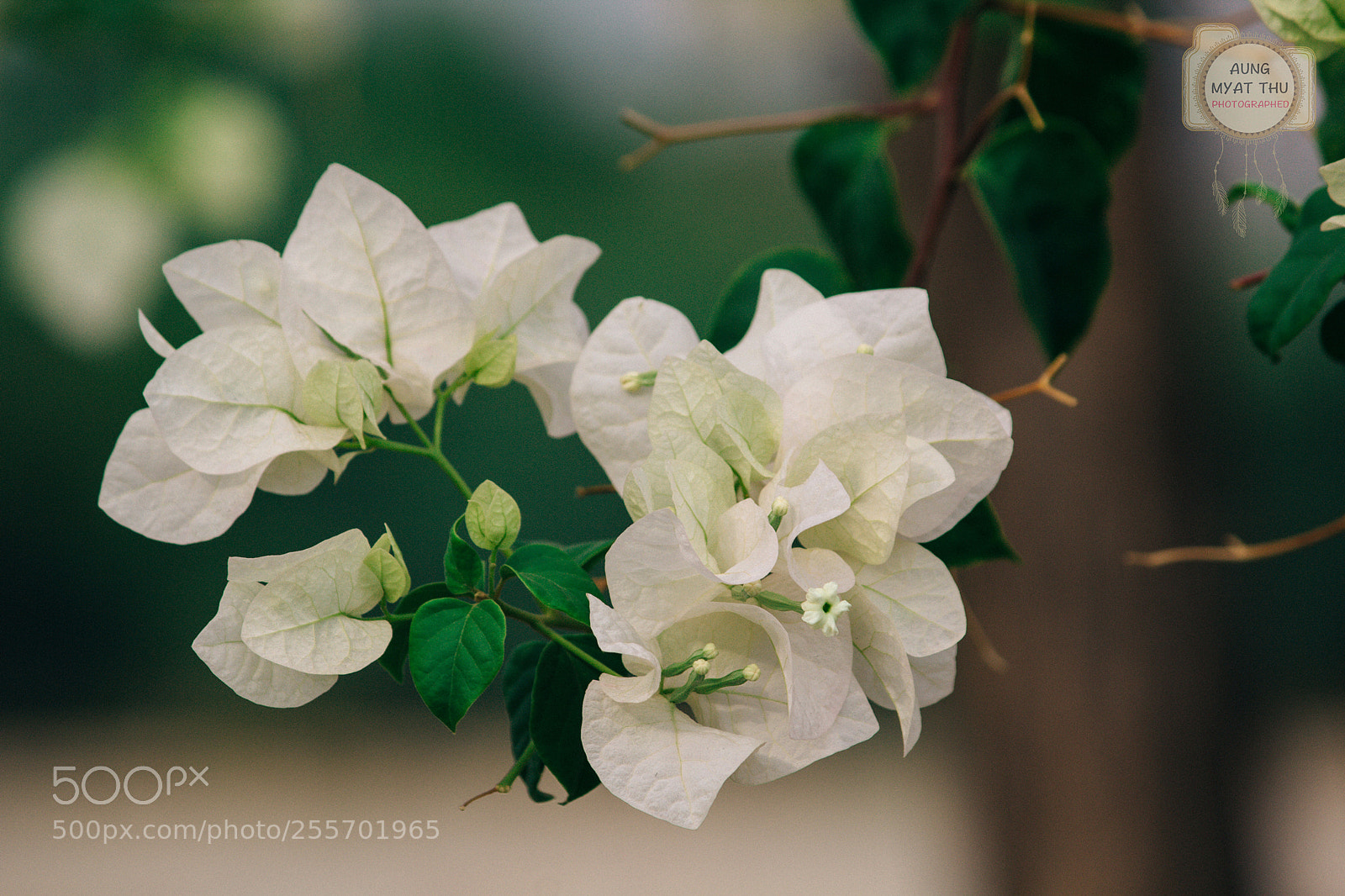 Canon EOS 60D sample photo. The white flower photography