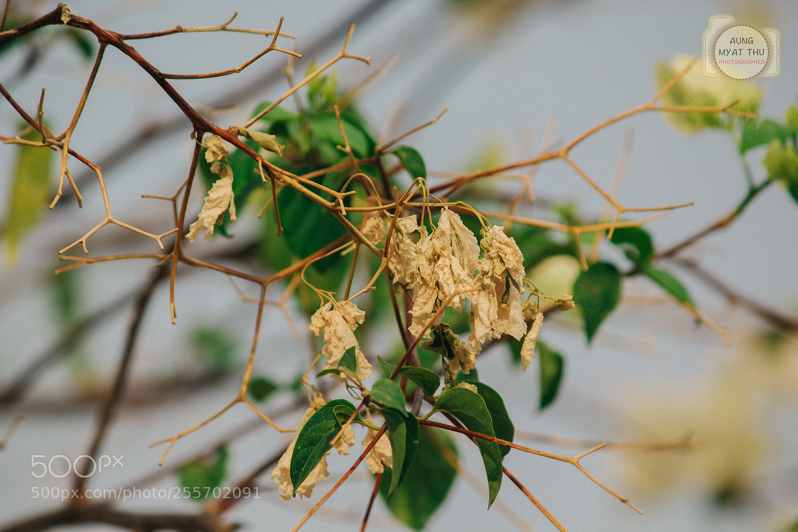 Canon EOS 60D sample photo. Flower and branch photography