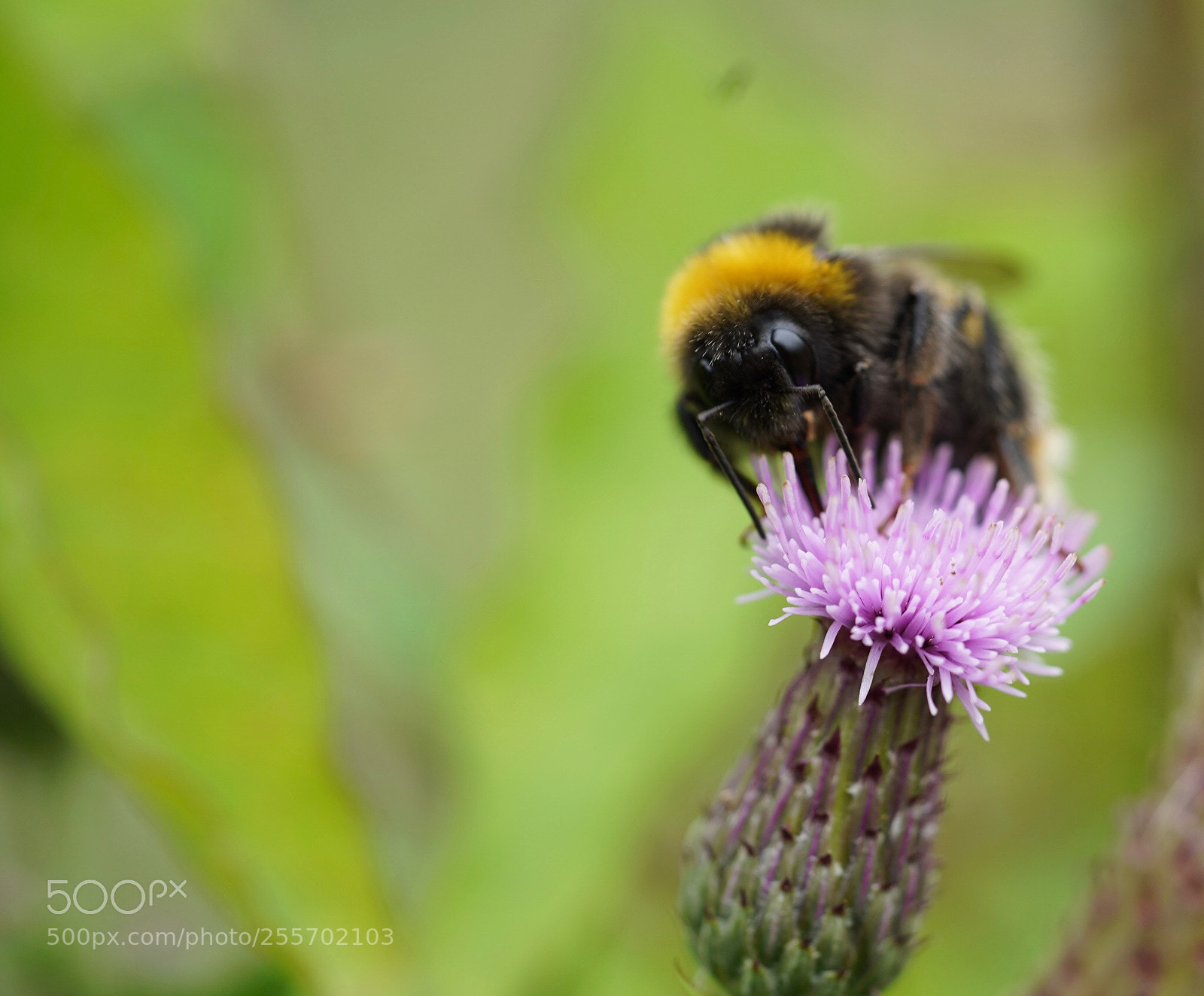 Sony a9 sample photo. Bumble photography