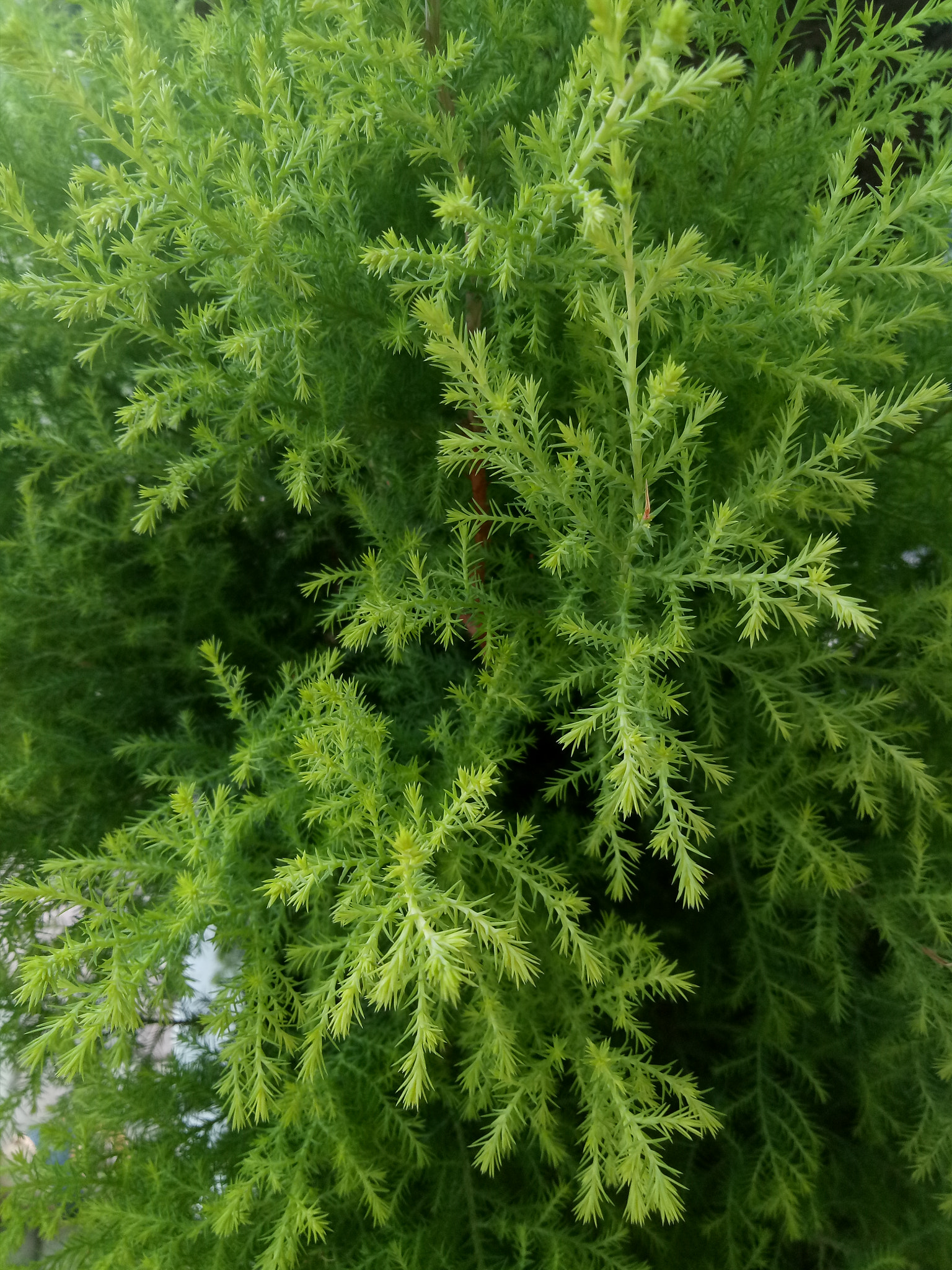 OPPO CPH1609 sample photo