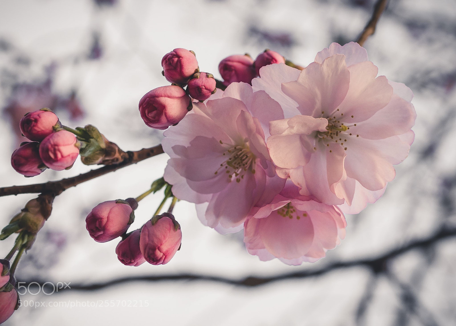 Panasonic Lumix DMC-GX85 (Lumix DMC-GX80 / Lumix DMC-GX7 Mark II) sample photo. Untitled photography