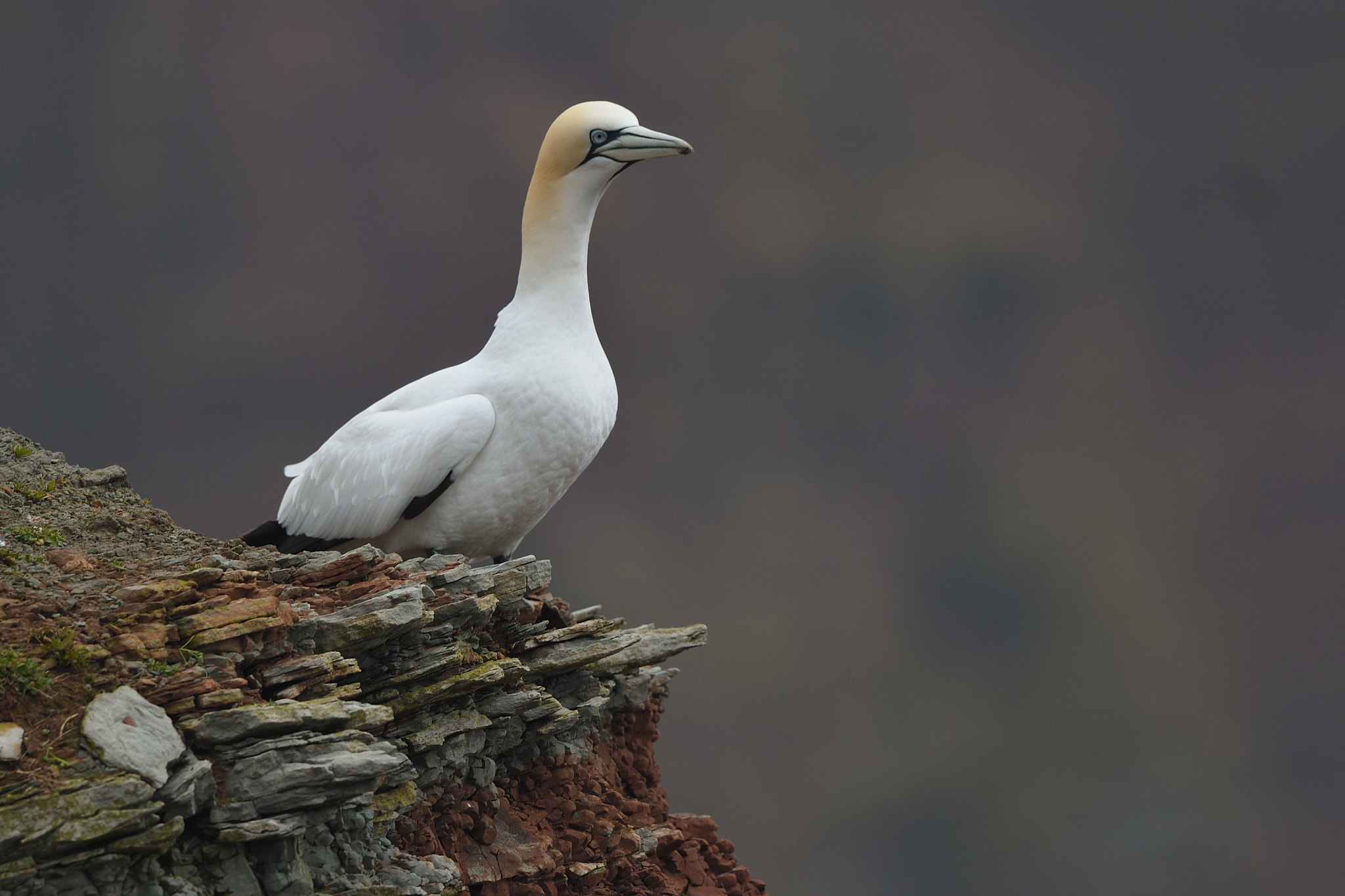 Nikon D500 + Nikon AF-S Nikkor 500mm F4G ED VR sample photo. Outlook photography