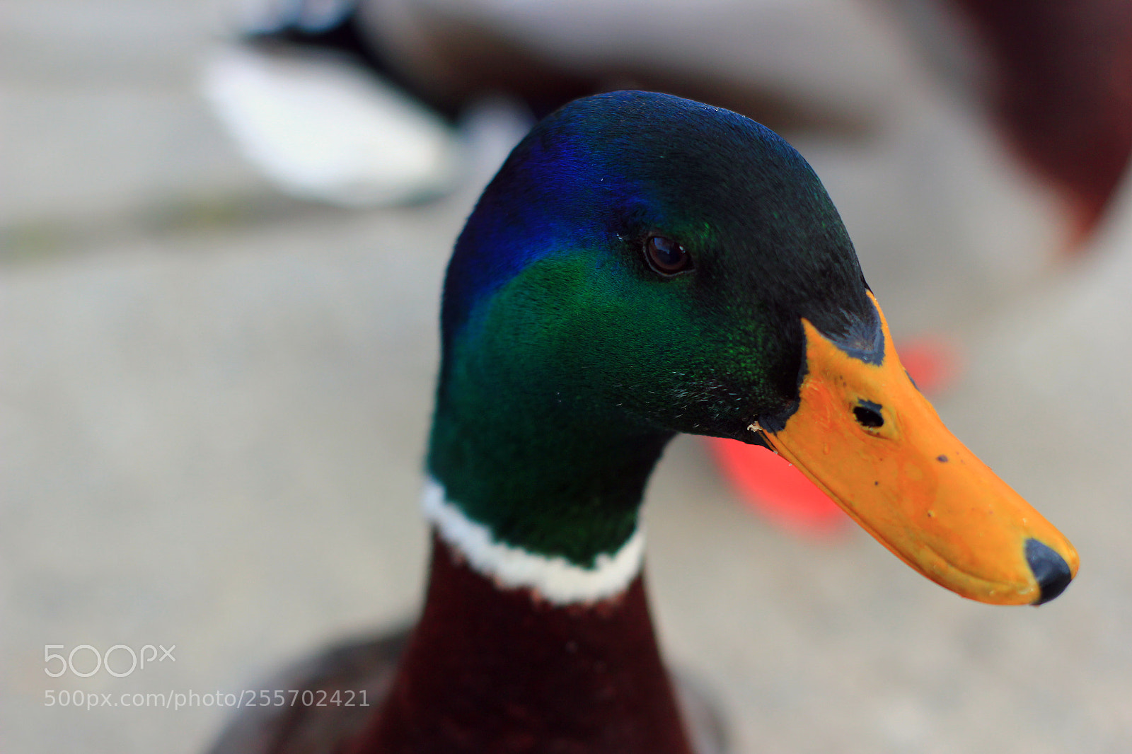 Canon EOS 550D (EOS Rebel T2i / EOS Kiss X4) sample photo. Photogenic duck photography