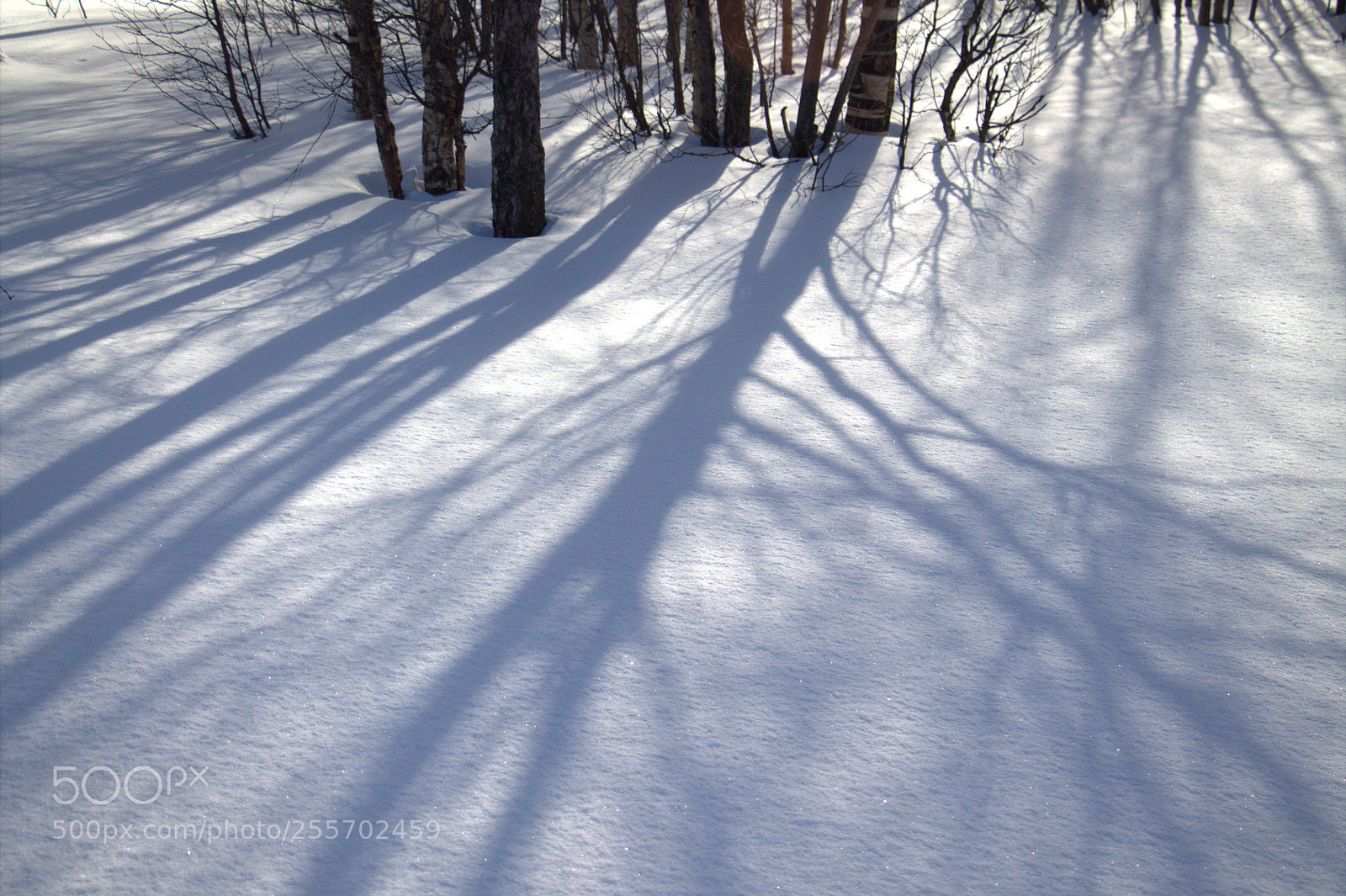 Canon EOS 1100D (EOS Rebel T3 / EOS Kiss X50) sample photo. Тени на снегу / shadows on the snow photography