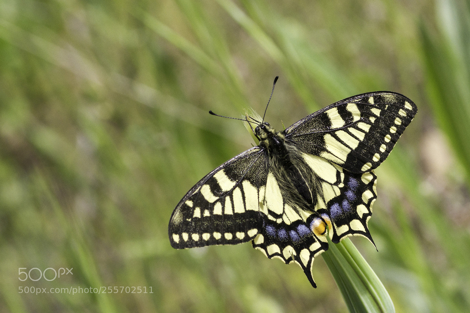 Canon EOS 7D sample photo. _mg_4433-2.jpg photography
