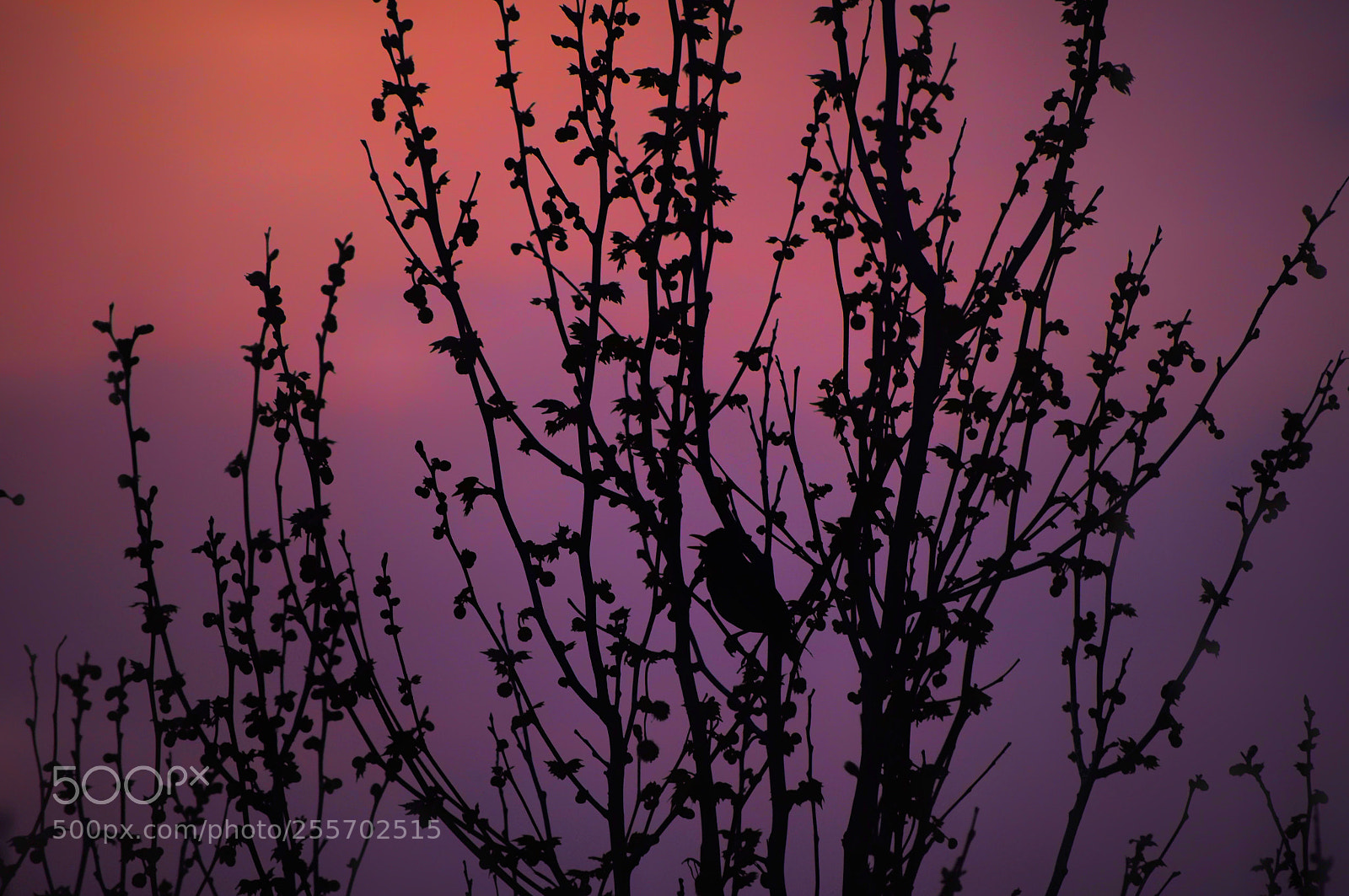 Nikon D7200 sample photo. Like a blackbird photography