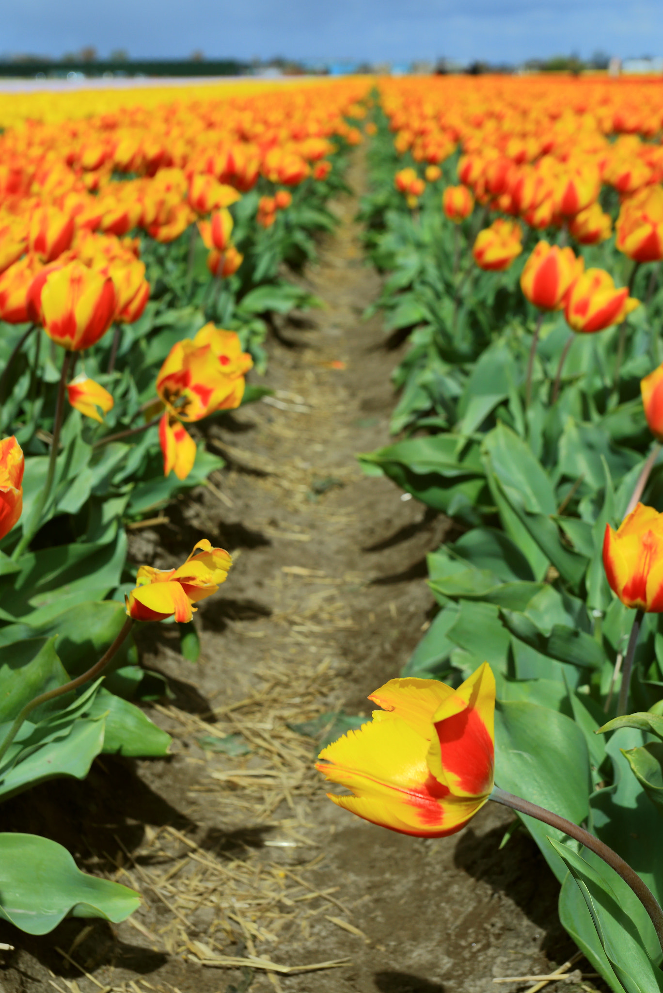 Canon EOS 70D + Canon EF 17-40mm F4L USM sample photo. Tulip field photography