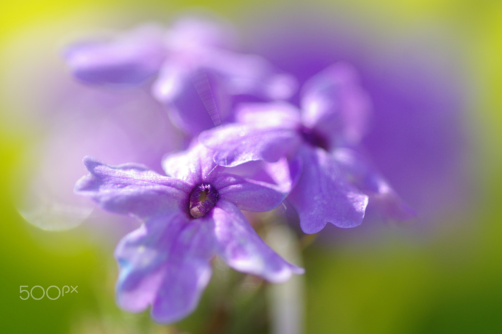 Pentax K-3 II + Pentax smc D-FA 100mm F2.8 Macro WR sample photo. Purple dream photography