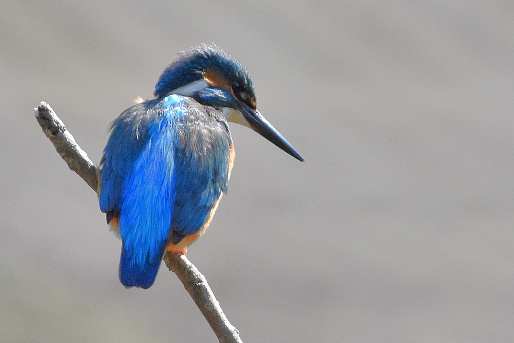 Nikon D5500 + Nikon AF-S Nikkor 200-500mm F5.6E ED VR sample photo. Martin-pêcheur d'europe alcedo atthis - common kingfisher photography