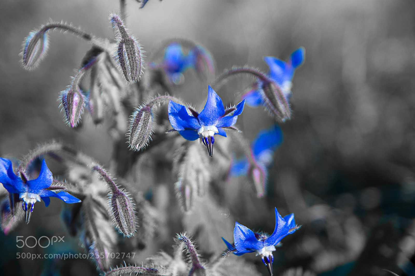 Nikon D7200 sample photo. Azul en blanco y photography