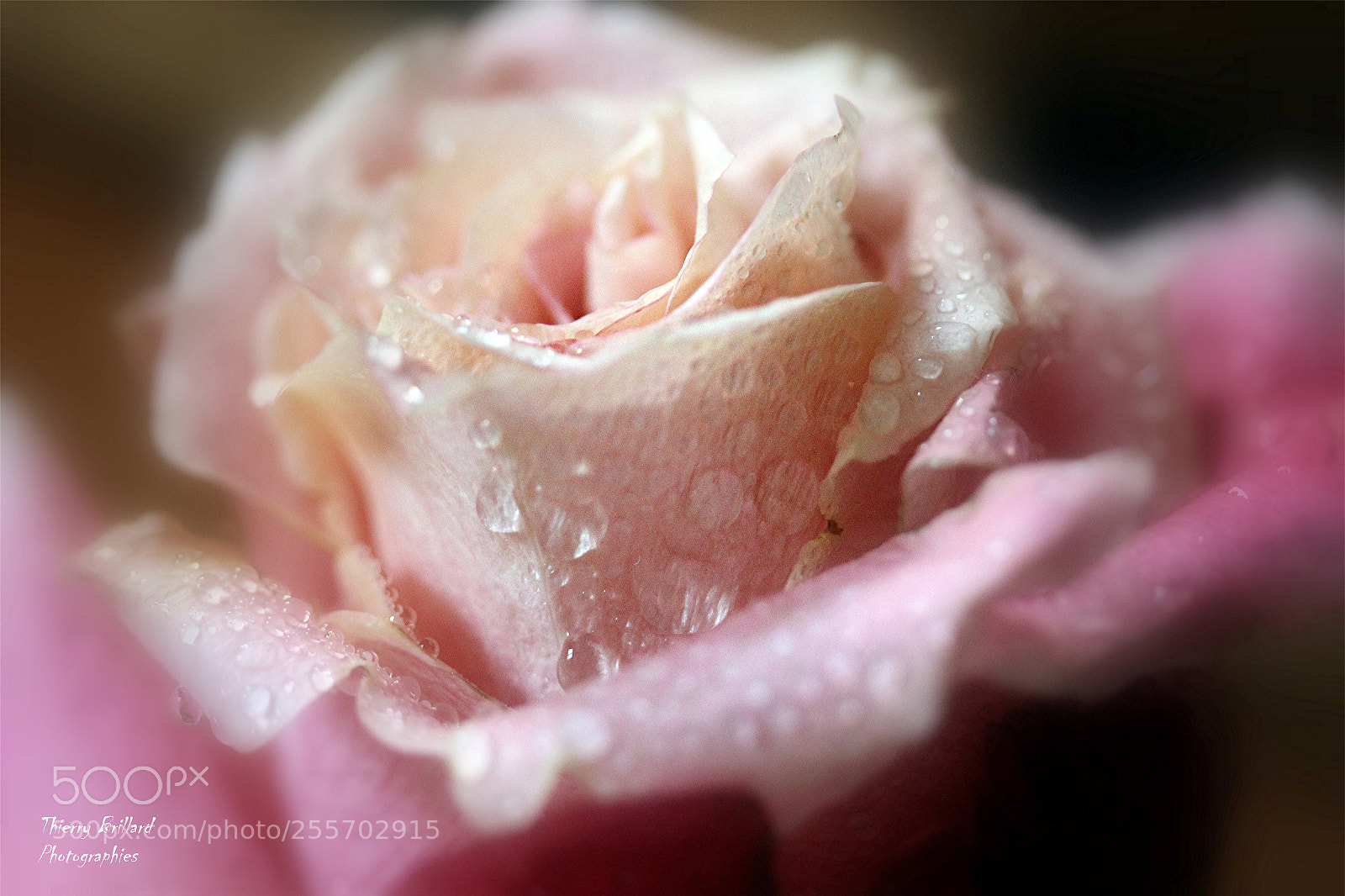 Canon EOS 600D (Rebel EOS T3i / EOS Kiss X5) sample photo. Rose et douceur photography