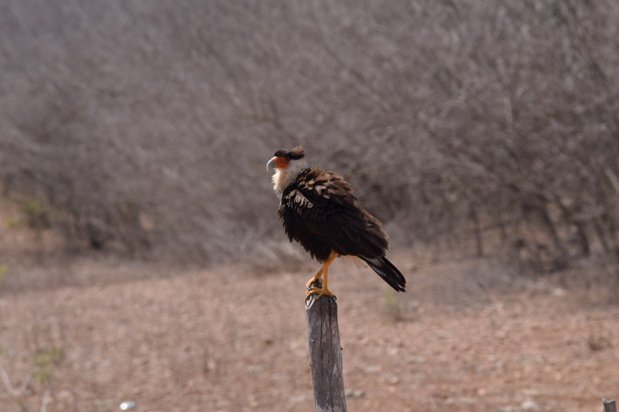Nikon D3300 sample photo. Caracara photography