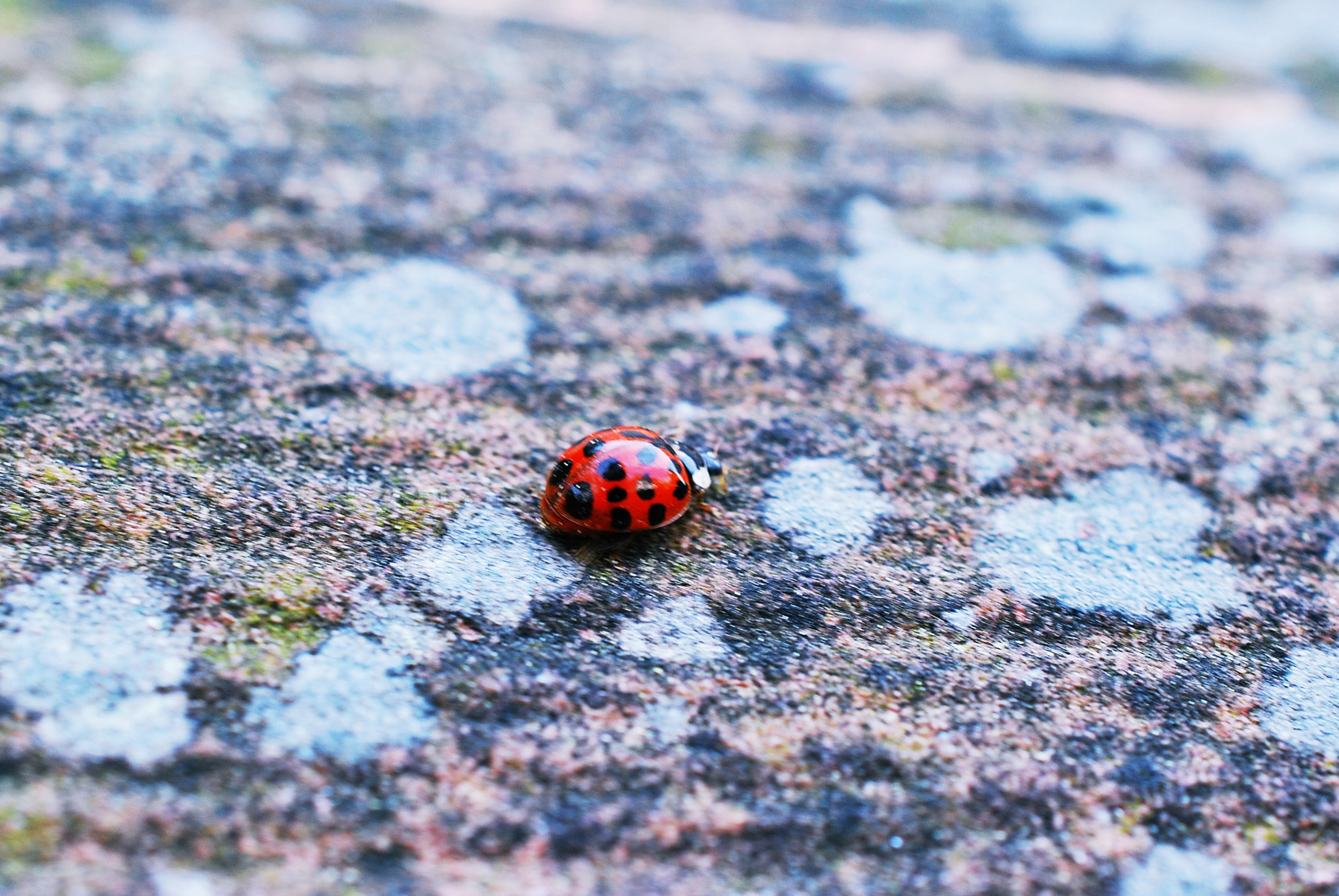 Nikon D60 + Nikon AF-S DX Micro Nikkor 40mm F2.8 sample photo. Little ladybug photography