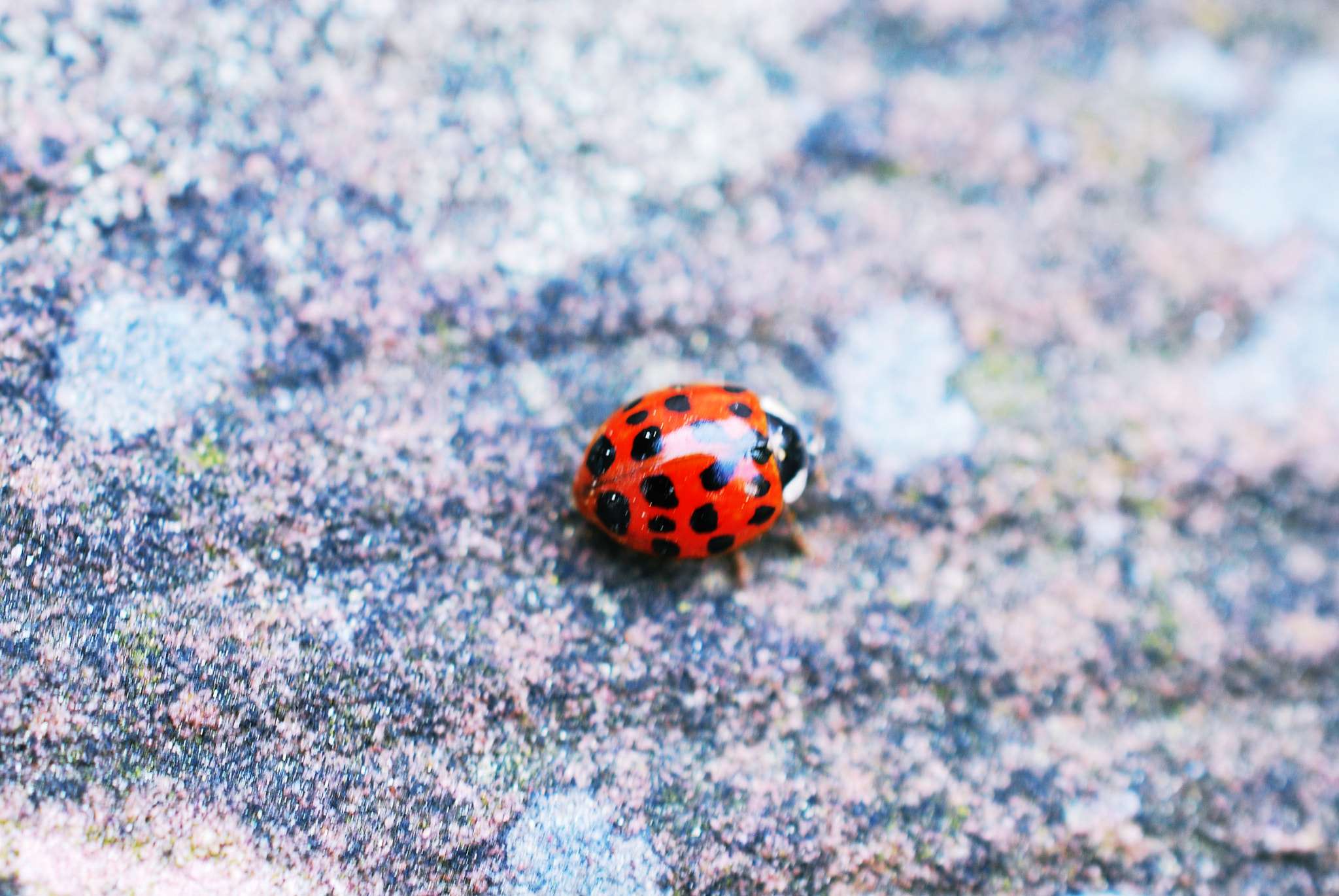 Nikon D60 + Nikon AF-S DX Micro Nikkor 40mm F2.8 sample photo. Little ladybug photography