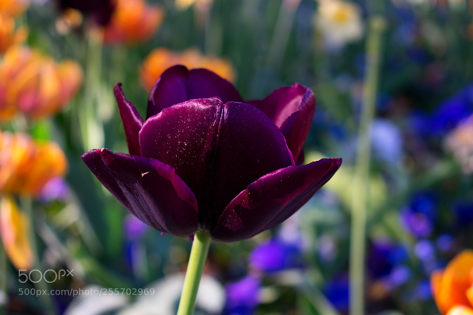 Nikon D3400 sample photo. Spring in bloom photography
