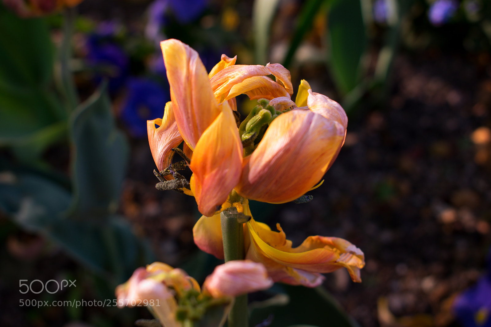 Nikon D3400 sample photo. Spring in bloom photography