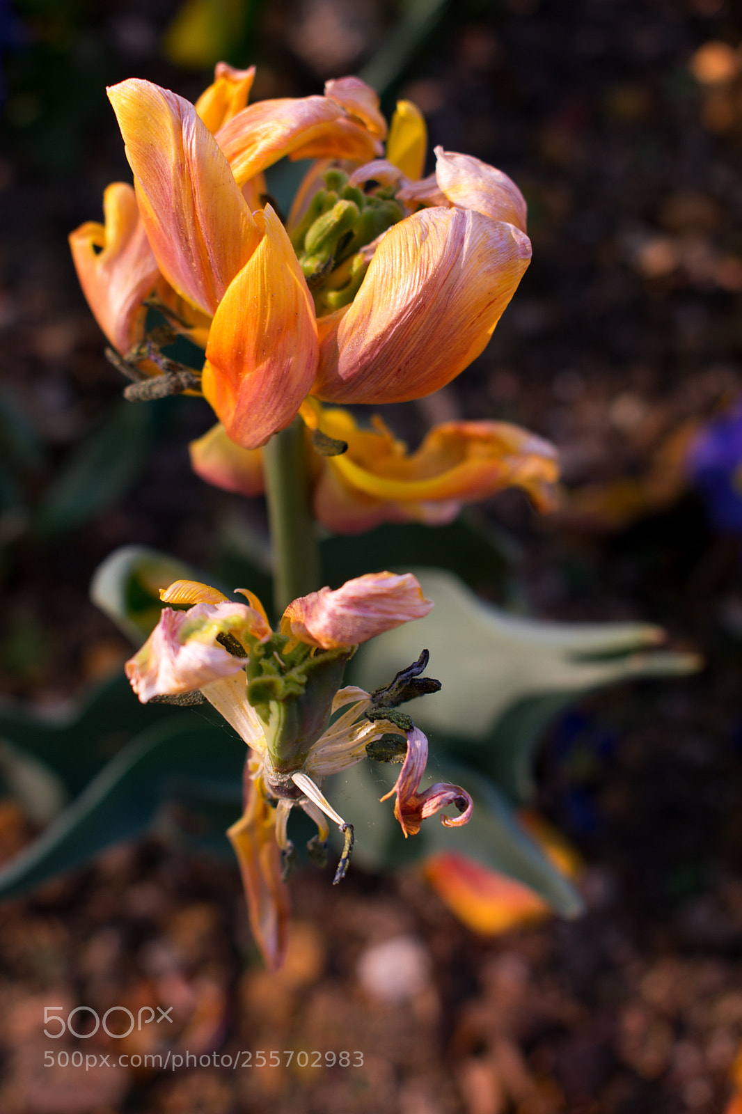 Nikon D3400 sample photo. Spring in bloom photography