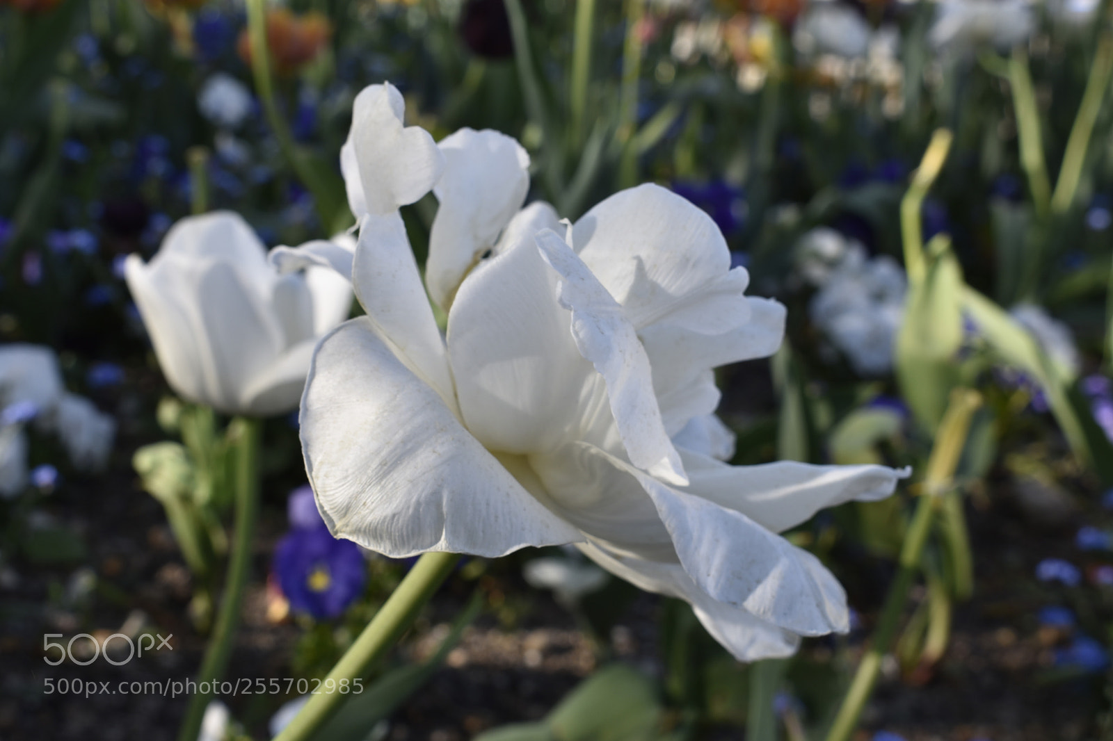 Nikon D3400 sample photo. Spring in bloom photography