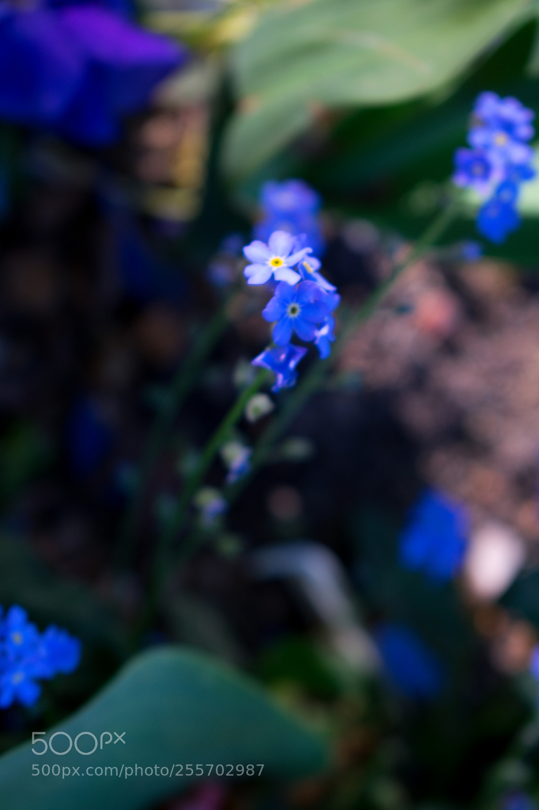 Nikon D3400 sample photo. Spring in bloom photography