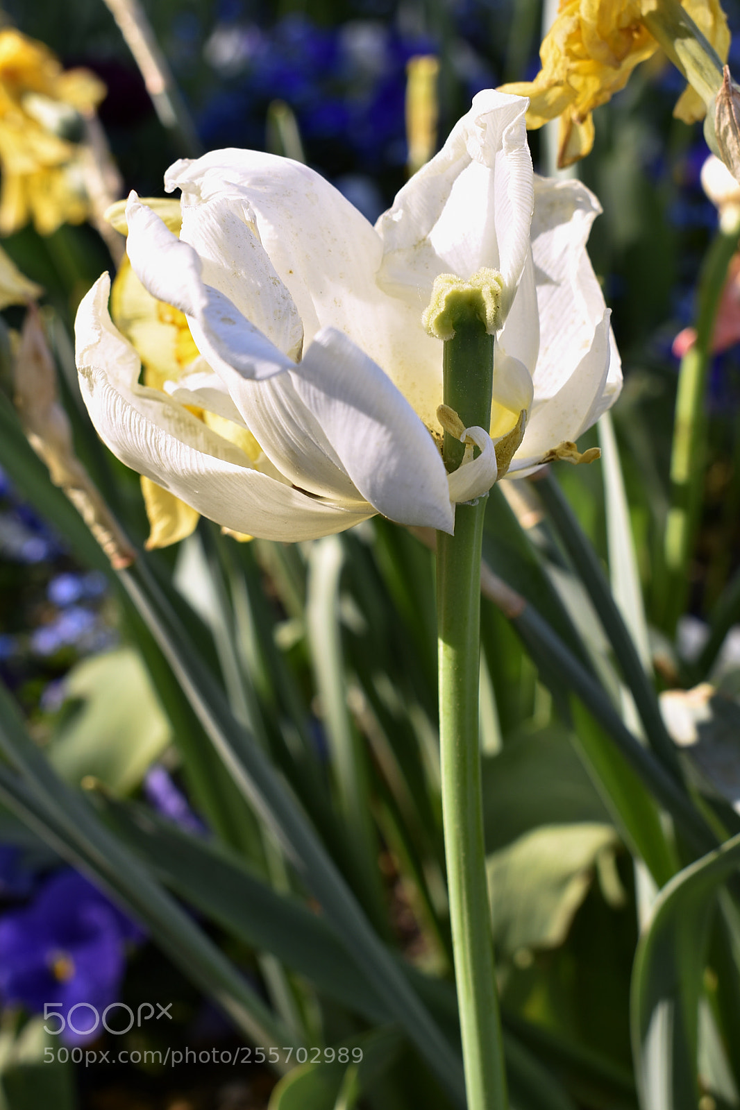 Nikon D3400 sample photo. Spring in bloom photography