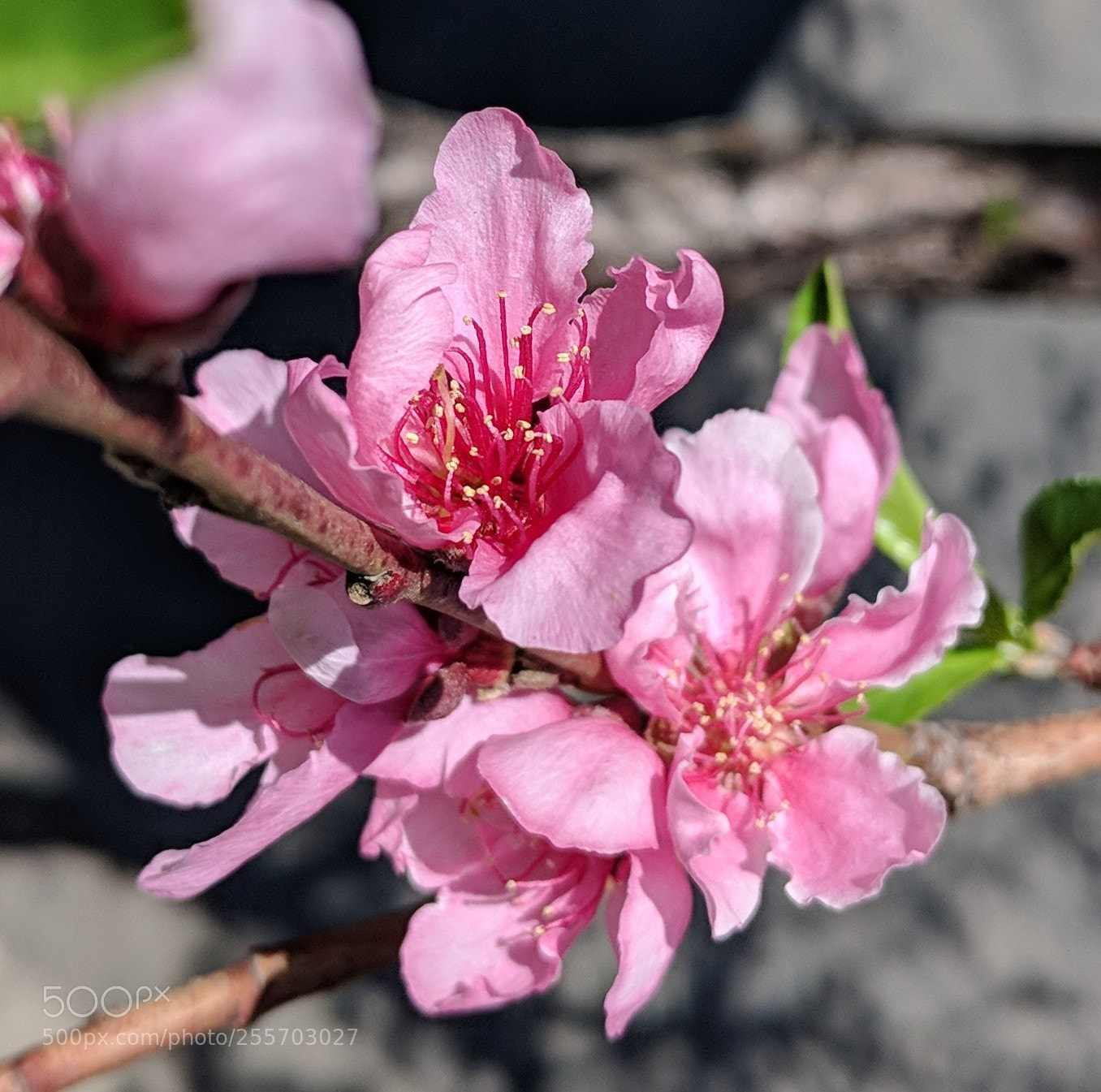 Google Pixel 2 XL sample photo. Untitled photography