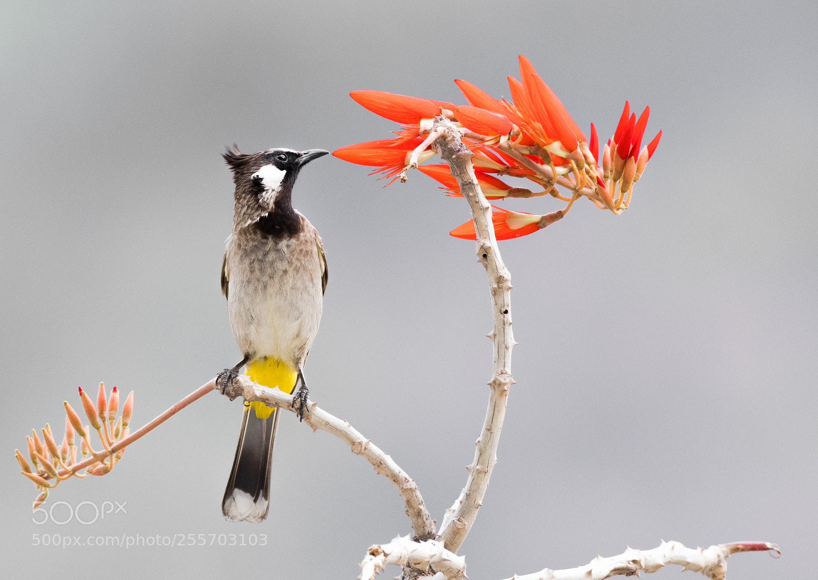 Nikon D500 sample photo. Himalayan bulbul photography