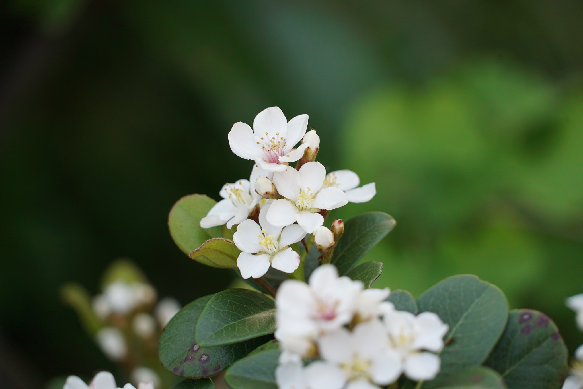 Sony a7S sample photo. White and green photography