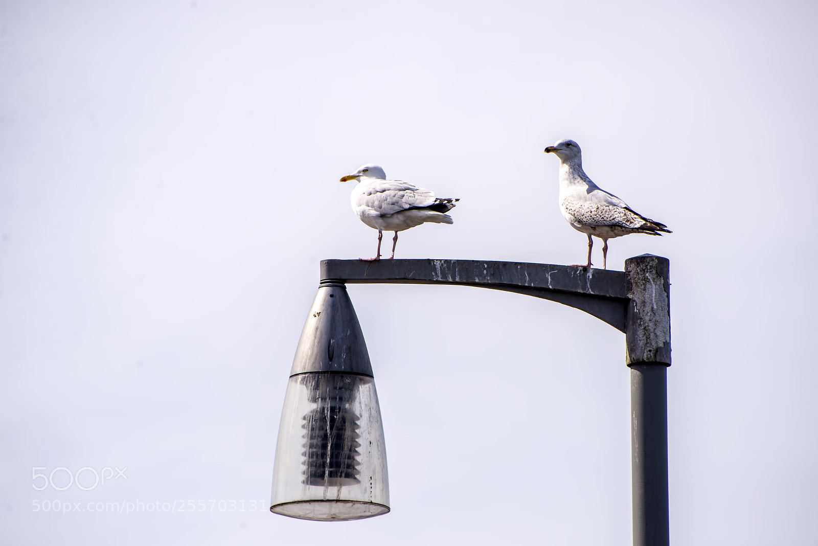 Nikon D600 sample photo. Nice perch! (1) photography