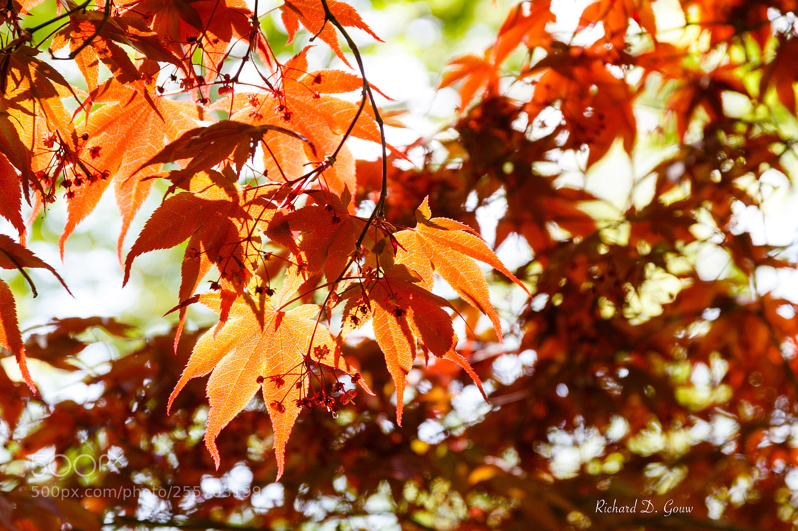 Canon EOS 700D (EOS Rebel T5i / EOS Kiss X7i) sample photo. Japanese maple - backlight photography