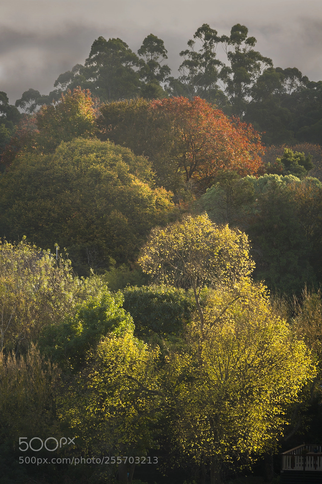Canon EOS 7D sample photo. Sherbrooke - dandenong ranges photography