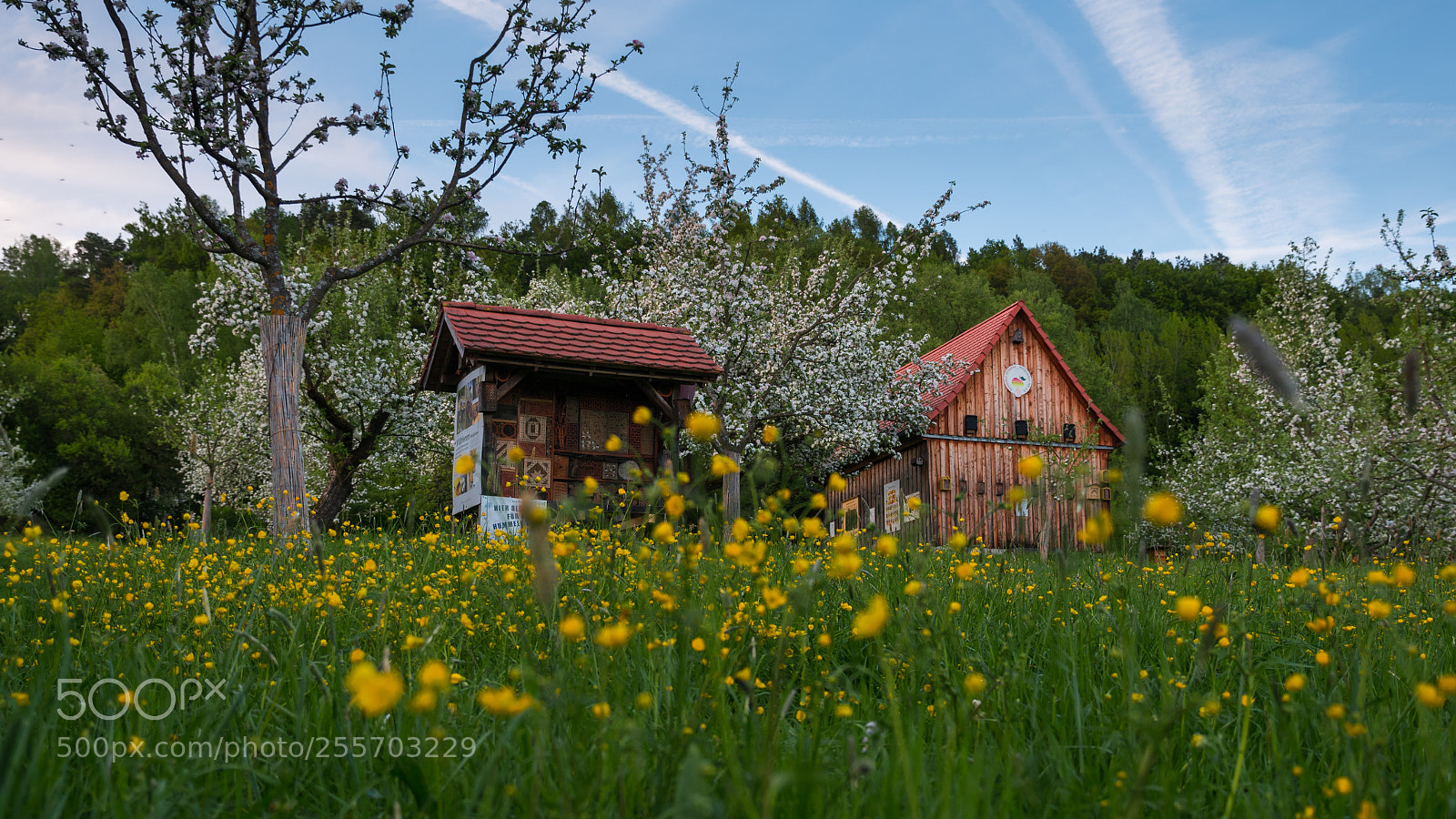 Panasonic Lumix DMC-GX8 sample photo. Meadow orchard photography
