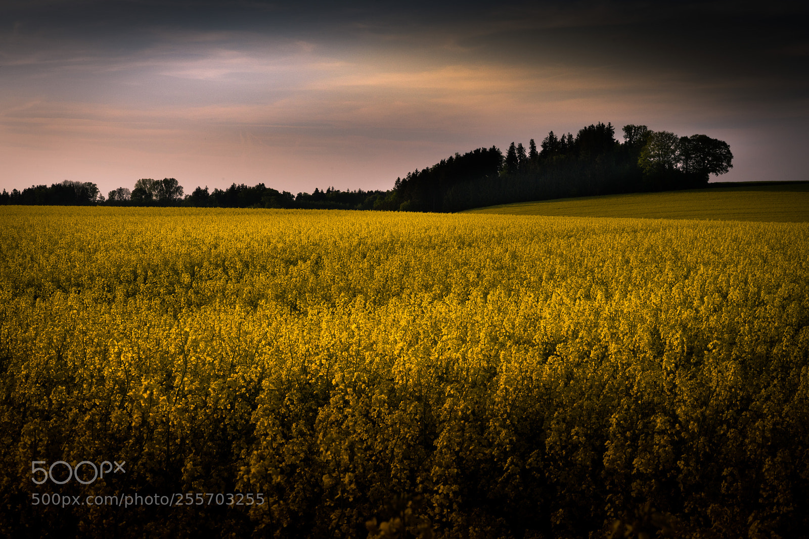 Canon EOS 5D Mark IV sample photo. The golden field photography