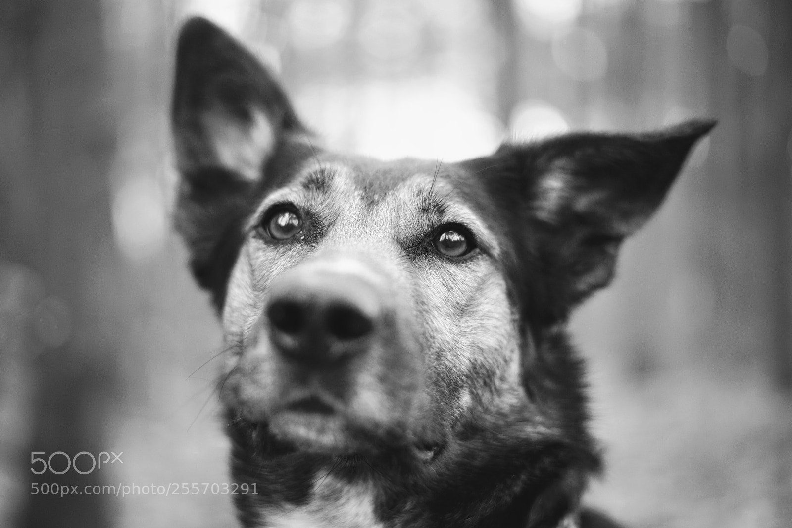 Sony a7 sample photo. Runa in focus photography