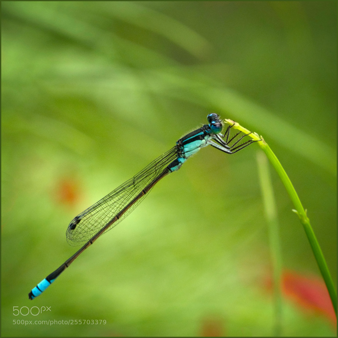 Olympus OM-D E-M1 Mark II sample photo. Damselfly photography