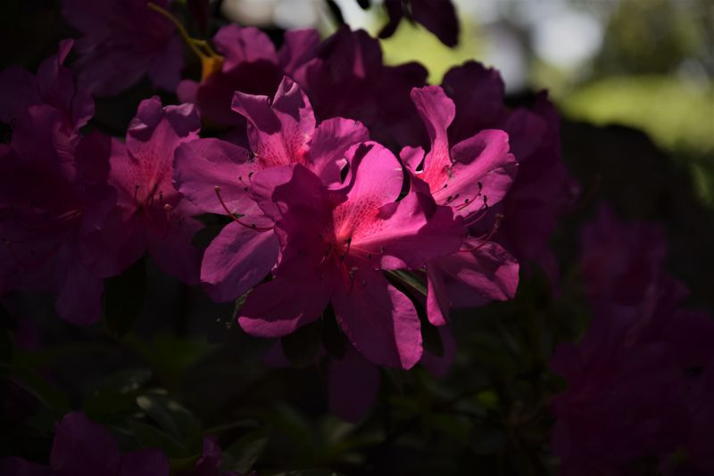 Nikon D3300 sample photo