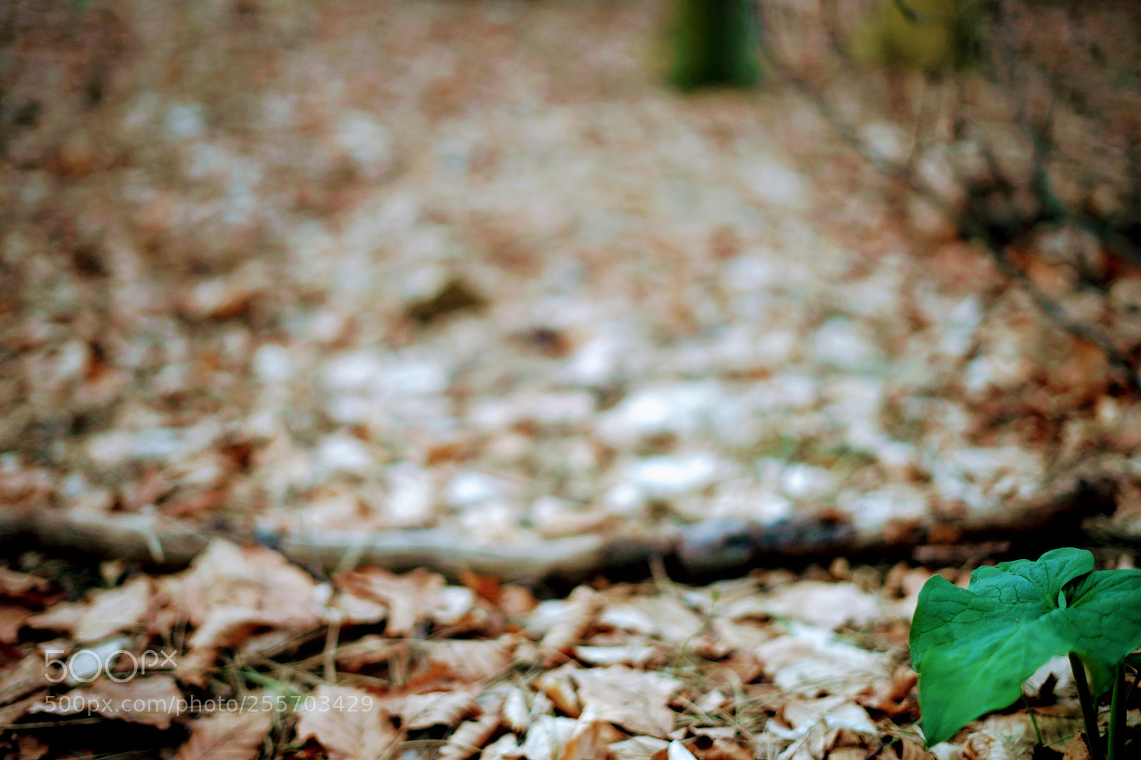 Sony a7 sample photo. Some green photography