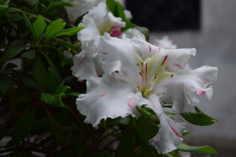 Nikon D3300 sample photo