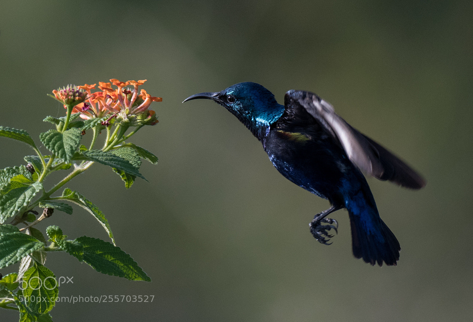 Nikon D500 sample photo. Purple sunbird in the photography