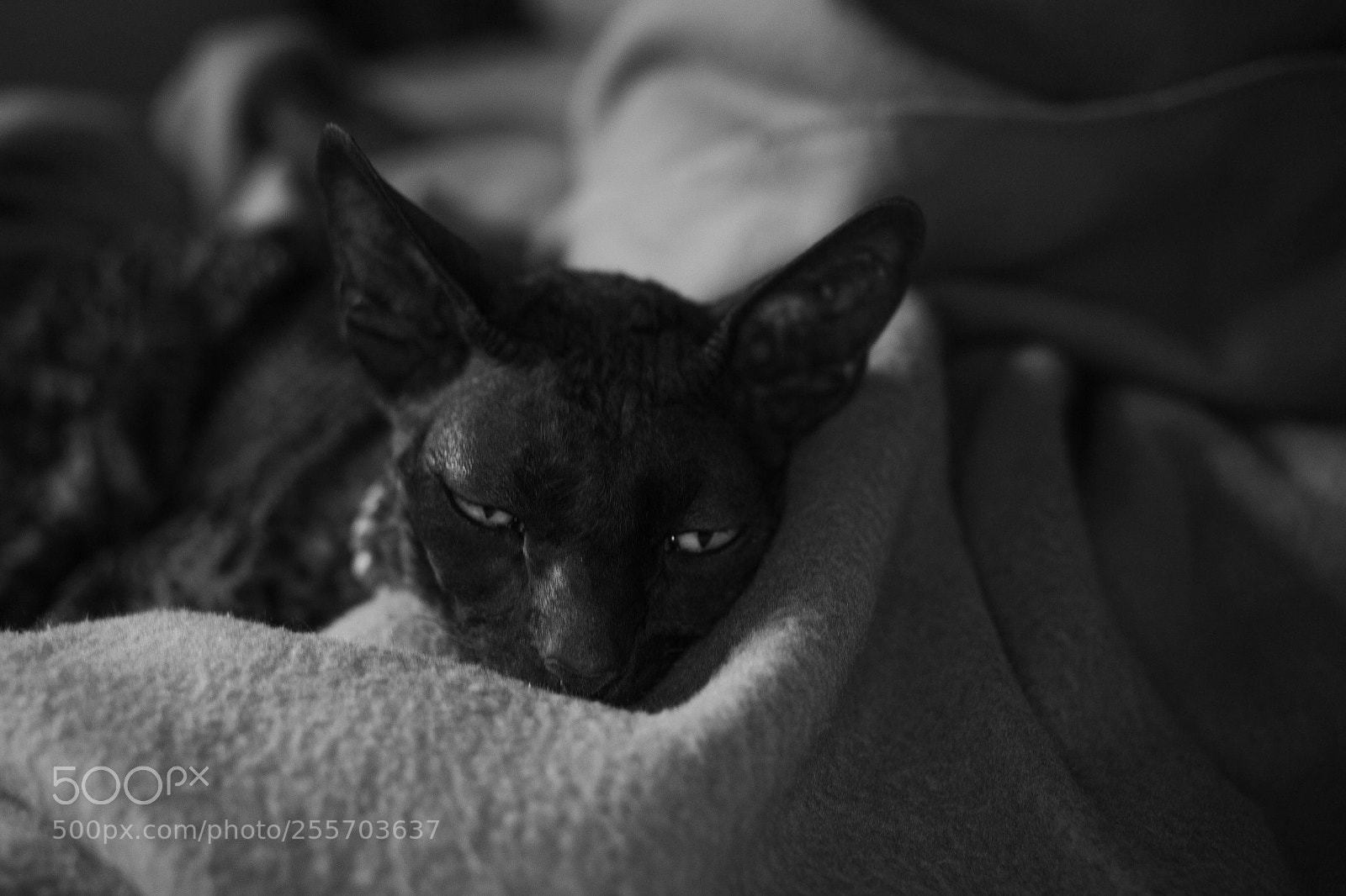 Canon EOS 6D sample photo. Untitled photography
