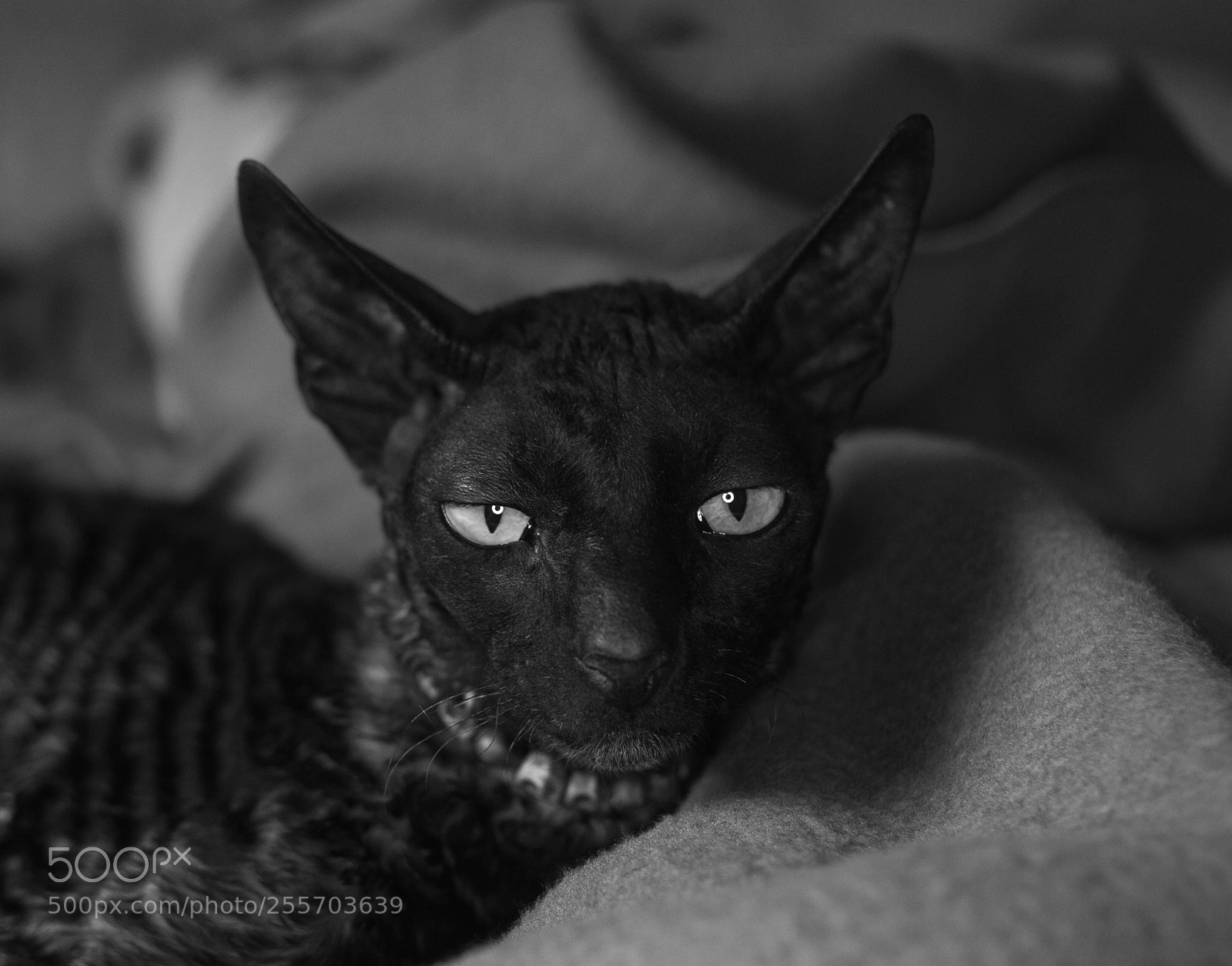 Canon EOS 6D sample photo. Untitled photography