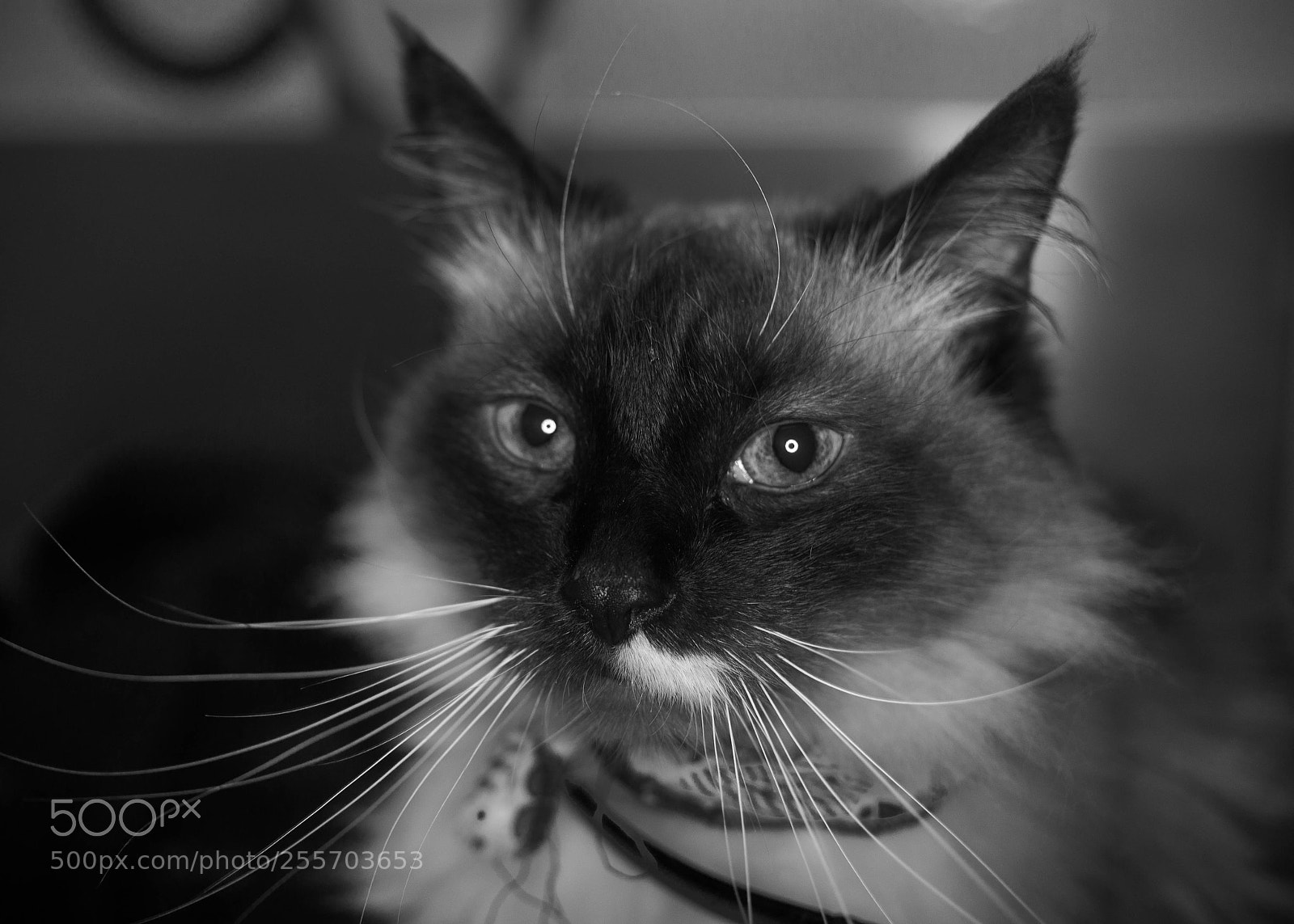 Canon EOS 6D sample photo. Untitled photography