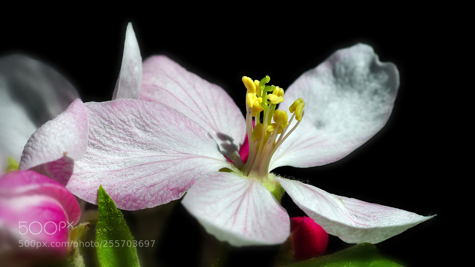 Nikon D90 sample photo. Apple blossom.. photography