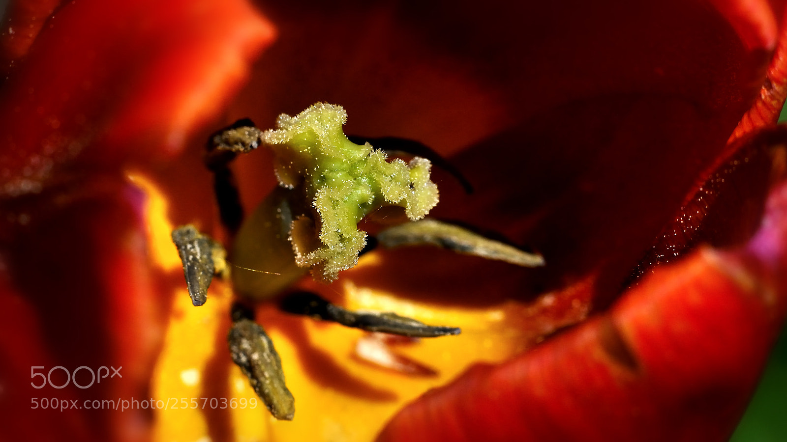 Nikon D90 sample photo. Dead head of tulip photography