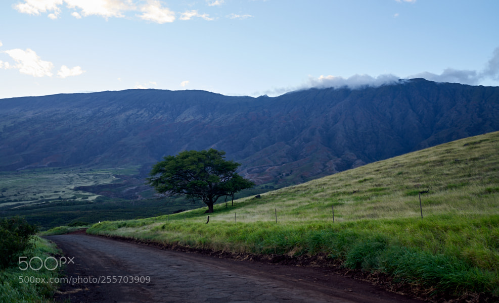 Sony a7 sample photo. Maui photography