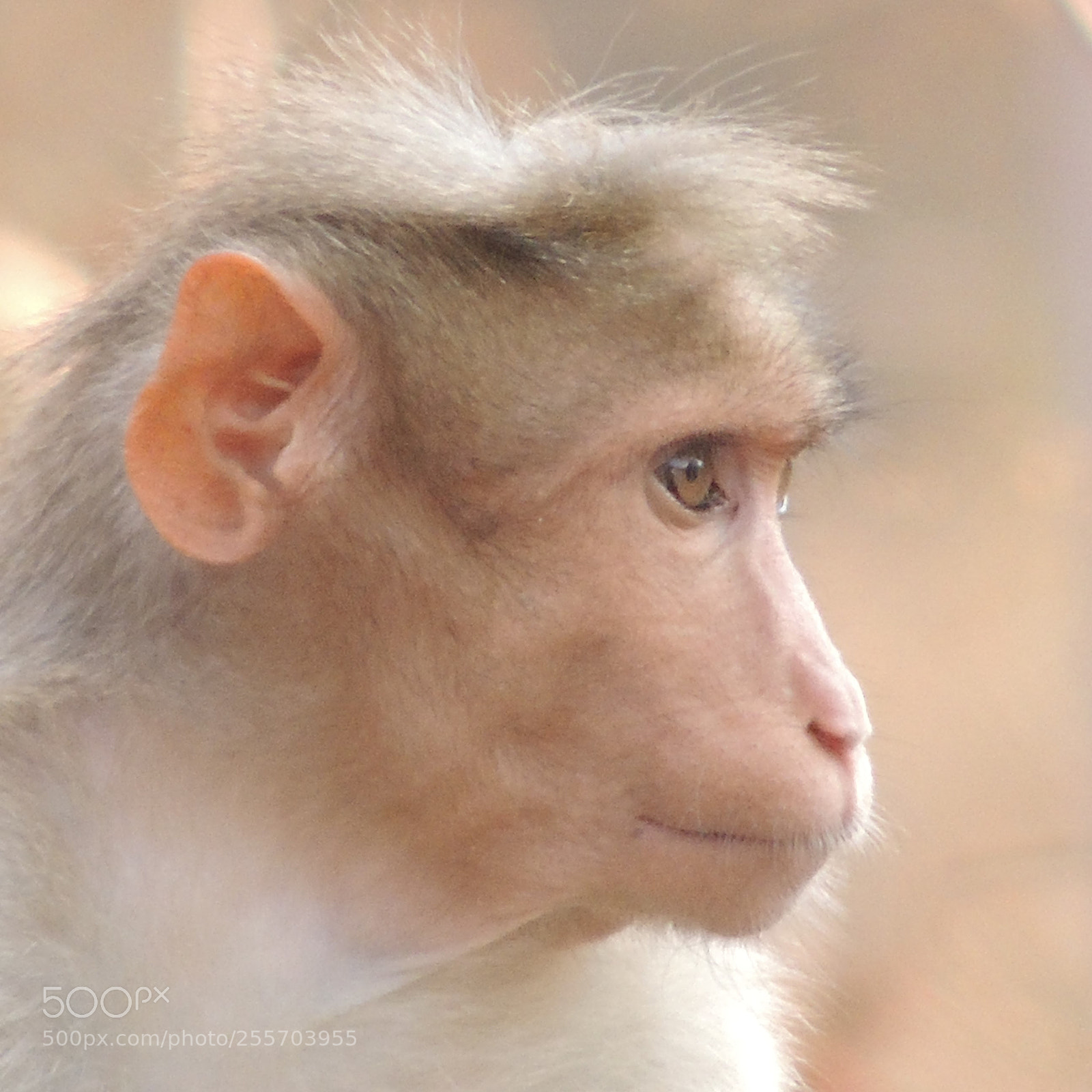 Nikon Coolpix P510 sample photo. The monkey photography