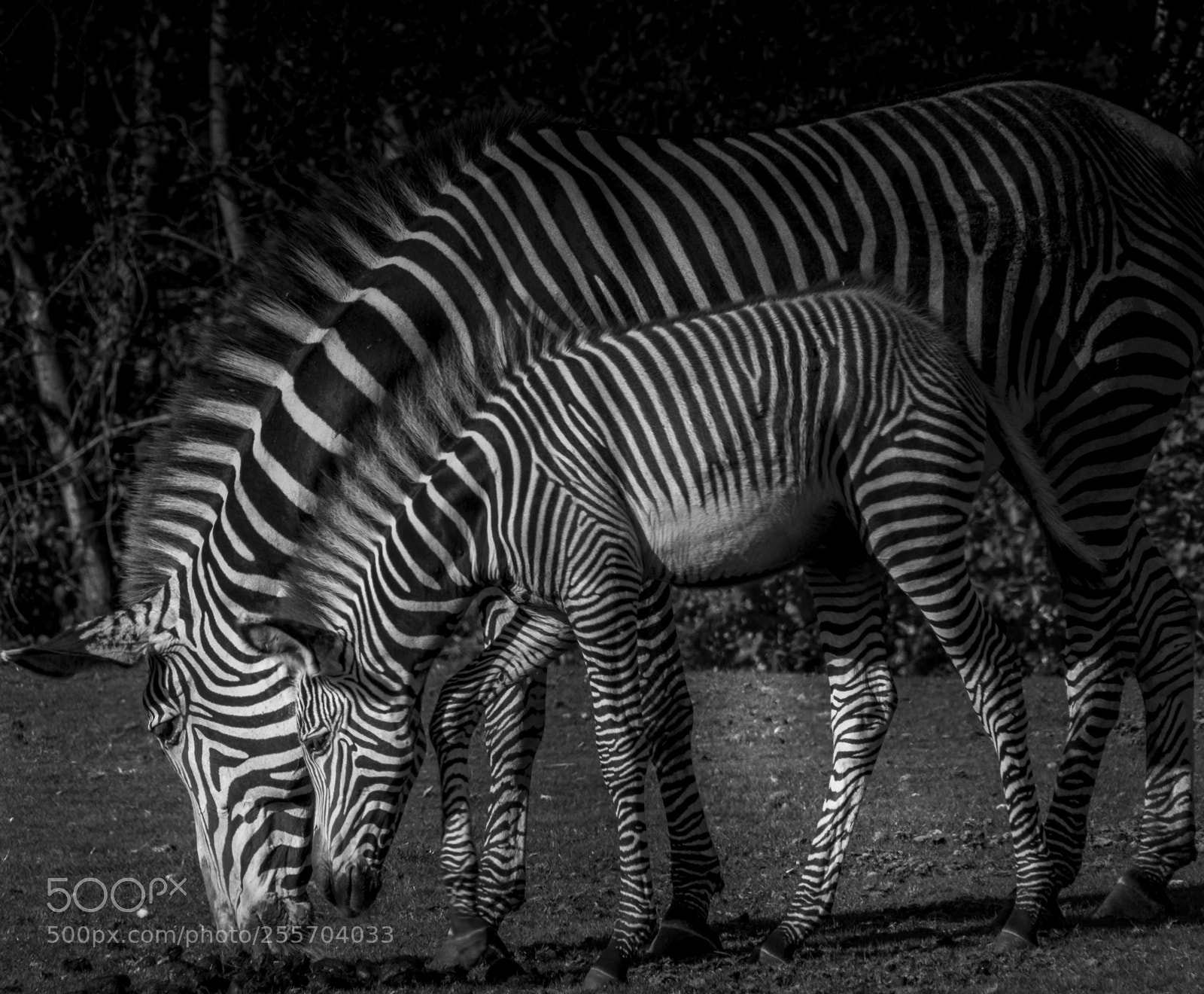 Nikon D5600 sample photo. Zebra photography