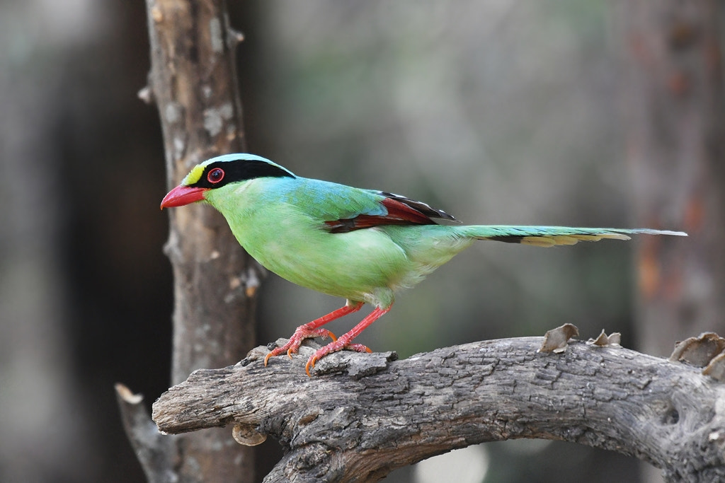 Nikon AF-S Nikkor 200-500mm F5.6E ED VR sample photo. Common green magpie photography